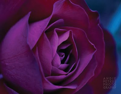 Gemini Alpha purple rose.jpg